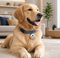 GPS para mascotas | Inalámbrico, localizador inteligente | Perros y gatos